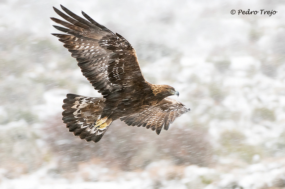 Aguila real (Aguila chrysaetos)